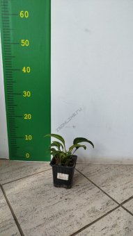 Эхинацея (ЛФ), P9