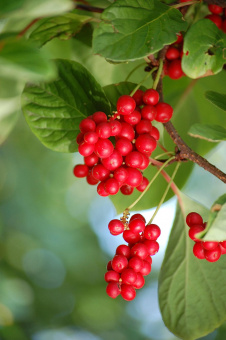 limonik-kitajskij-debyut-saghency-3