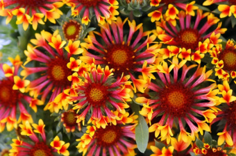 Гайллардия гибридная Фэнфейр