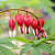 Дицентра великолепная "Valentine", красный, h65см, C3