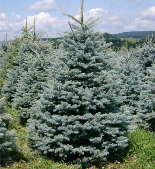 Ель колючая Глаука Кайбаб, Picea pungens Glauca Kaibab, в горшке 3л, 30-40 см