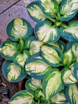 Хоста гибридная Попкорн