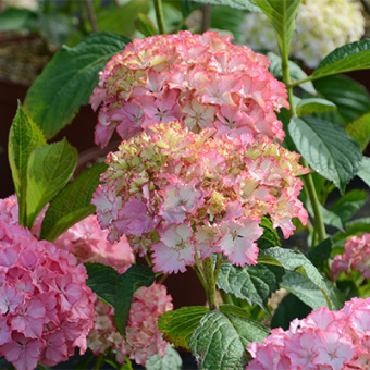 gorten_krupnolist_so_long_sanny