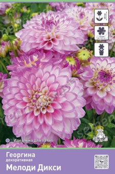 Георгина декоративная Мелоди Дикси I/К