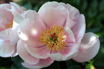 Пион молочноцветковый Софт Сэлмон Сосер