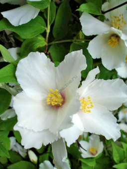 Жасмин садовый (Чубушник) Бель Этуаль