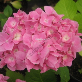 Изображение загружено обработкой по данным файла Excel