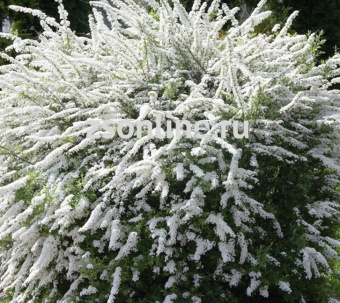 Изображение загружено обработкой по данным файла Excel