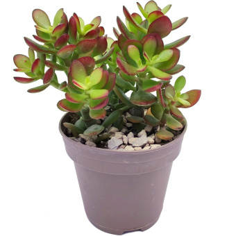 Толстянка (Крассула) Minor, D12