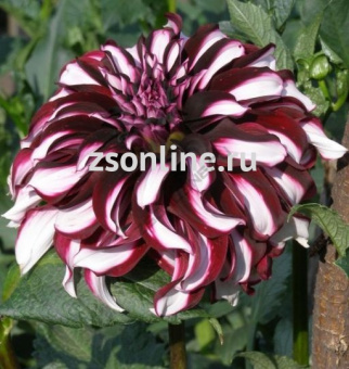 Изображение загружено обработкой по данным файла Excel