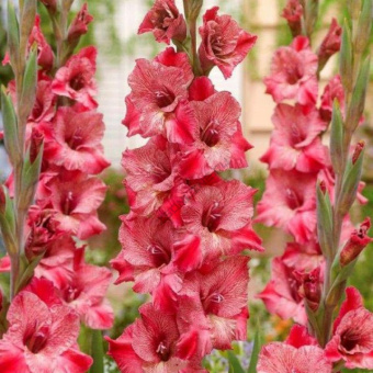 Гладиолус Пекунья