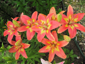 Лилия Азиатская Линда