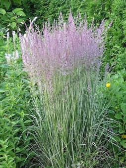 Calamagrostis-acutiflora-Overdam