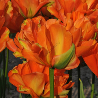 lukovicy_tyulpana_disnejlend_parizh