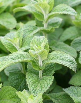 851ccd829d4983bb1099c59459dcb03b