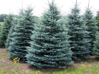 Ель колючая Глаука, Picea pungens Glauca, в горшке 7,5л, 60-80 см