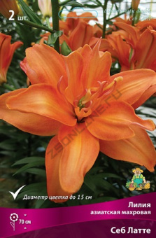 liliya_asia_mahrov_seb_latte_kaper