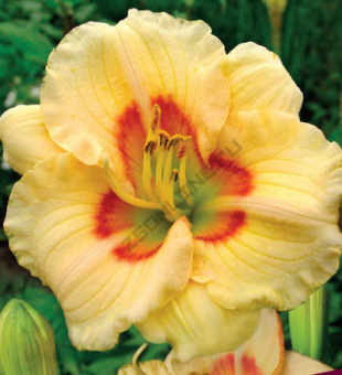 Лилейник гибридный Салойям Бейби Ток