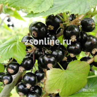 Изображение загружено обработкой по данным файла Excel