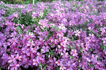 Флокс шиловидный, Phlox subulata Moerheimii