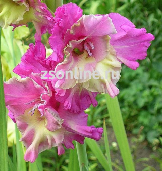 Изображение загружено обработкой по данным файла Excel