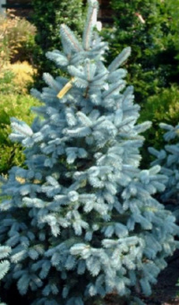 Ель колючая Шовенхорст, Picea pungens Schovenhorsti, в горшке 10л, 80-100 см