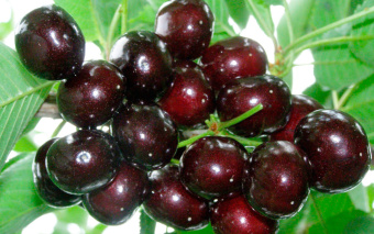 chereshnya-podarok-stepanovu