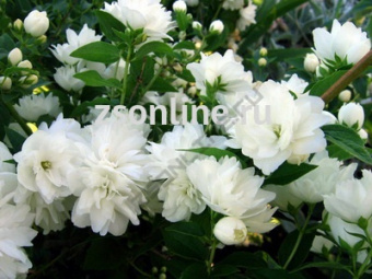 Изображение загружено обработкой по данным файла Excel