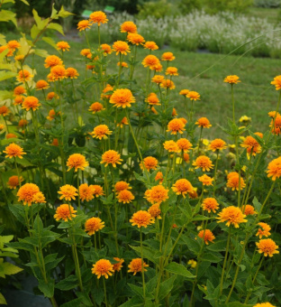 Гелиопсис подсолнечниковидный Asahi