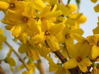 06c362818022bafa99330a01f9925828forsythia_intermedia_goldrausch