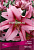 Лилия ОТ-Гибрид Пепл Кинг, сиренево-розовый с малиновой полосой по центру и зеленоватым зевом, 1 шт