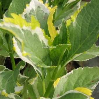 Изображение загружено обработкой по данным файла Excel