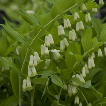 Изображение загружено обработкой по данным файла Excel