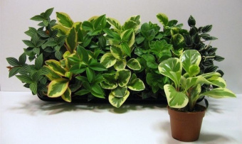 Пеперомия микс D9 H10см