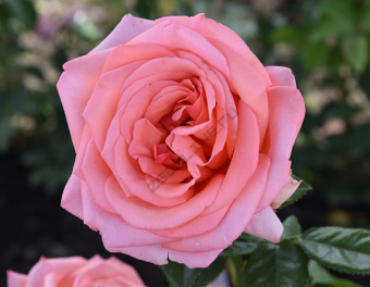 НоменклатураПрисоединенныеФайлы