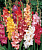 Гладиолус Ruffle Flowering, 71523, 1 шт