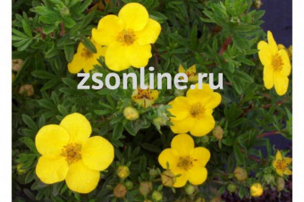 Изображение загружено обработкой по данным файла Excel