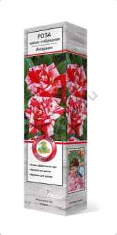 rosa_chaino_gibrid_imagin_3D