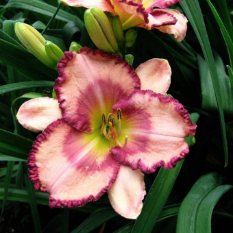 Лилейник гибридный Хеллен Север