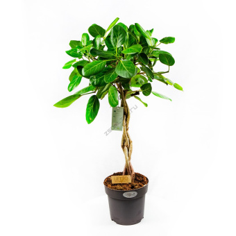 Фикус Бенгальский Одри переплетеный D23 H110см