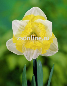 Изображение загружено обработкой по данным файла Excel