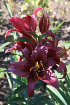 Лилия Восточная Файрболт