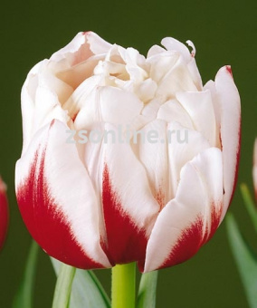 Изображение загружено обработкой по данным файла Excel