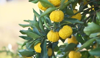 Цитрус Юдзу V1.5-2л (П) D15см H25-40см