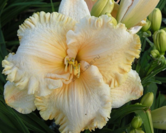 Лилейник гибридный Инчантид Форест