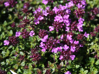 Тимьян ранний С1,8