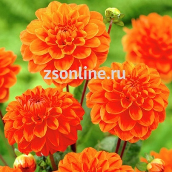 Изображение загружено обработкой по данным файла Excel