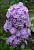 Флокс метельчатый Мирослав*/К