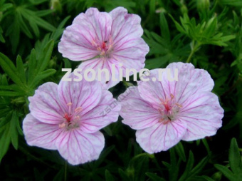 Изображение загружено обработкой по данным файла Excel