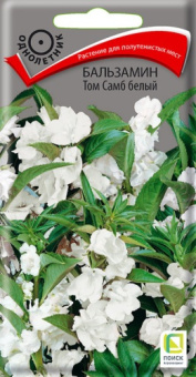 balzamin_tom_samb_bely